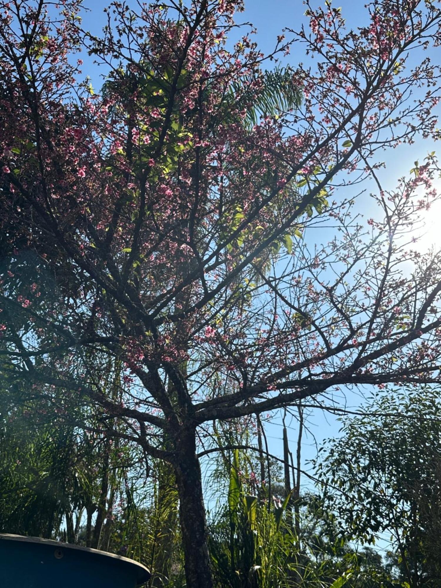 Morada Dos Beija-Flores Ibiuna Bagian luar foto